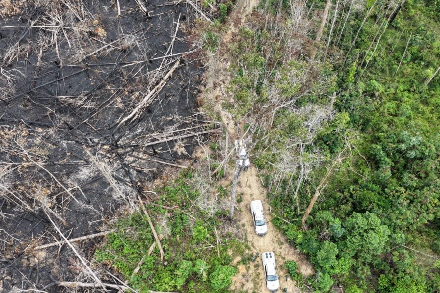 Amazônia: Amazonas segue entre os que mais derrubam floresta