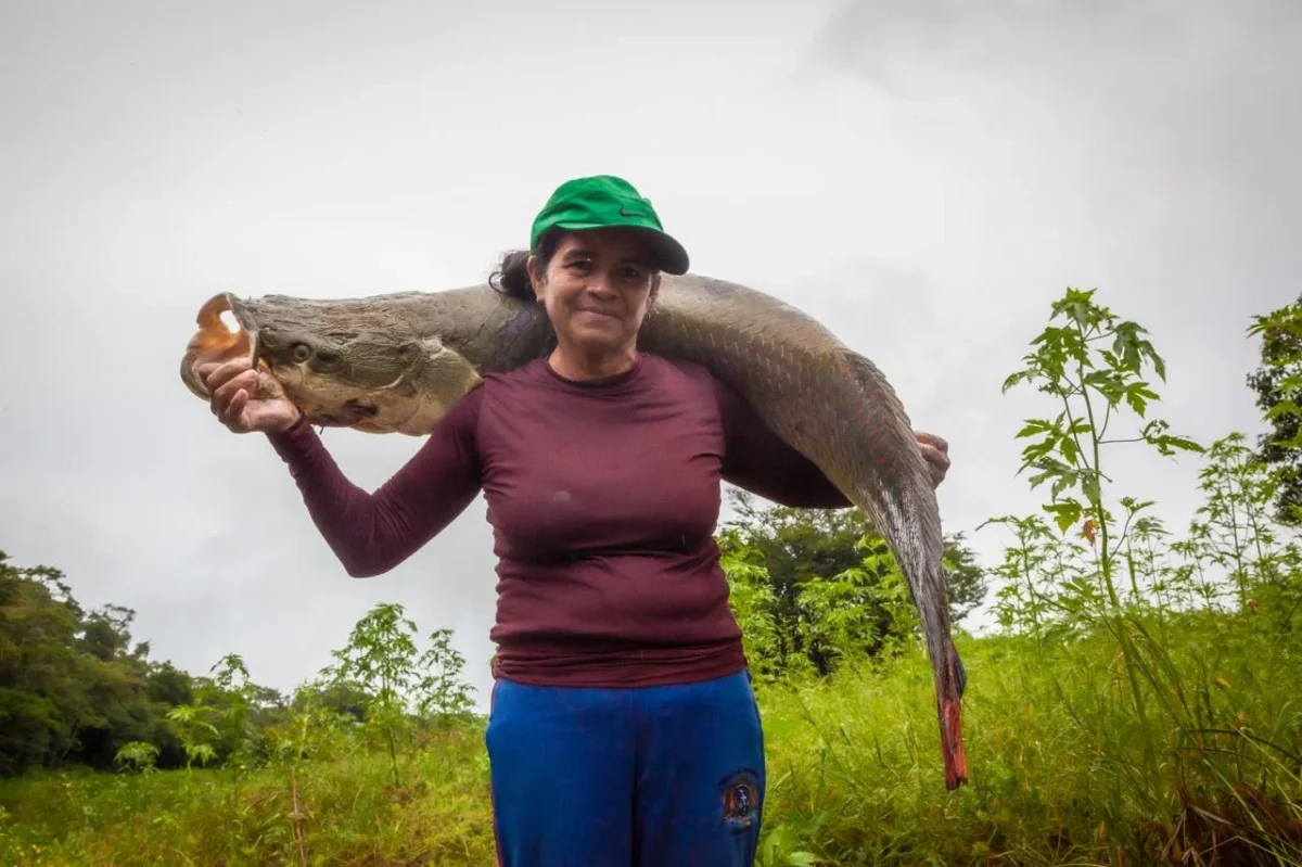 Ibama explica por que pirarucu da Amazônia se torna invasor fora do habitat
